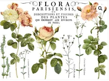 Flora Parisiensis 24x33  Decor Transfer (61 x 84 cm)
