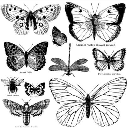 Butterflies 12x12 Decor Stamp (30x30cm)